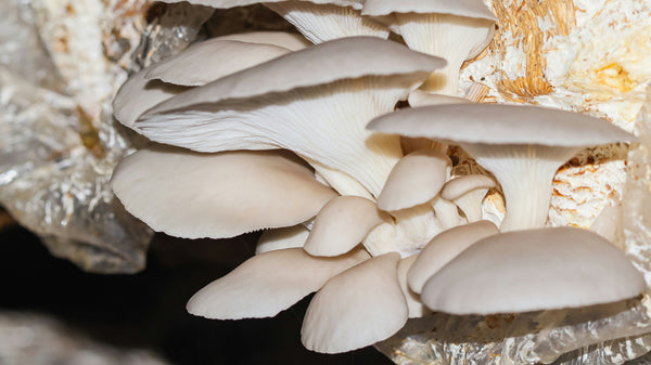 How to Grow Mushrooms at Home: A Beginner's Guide