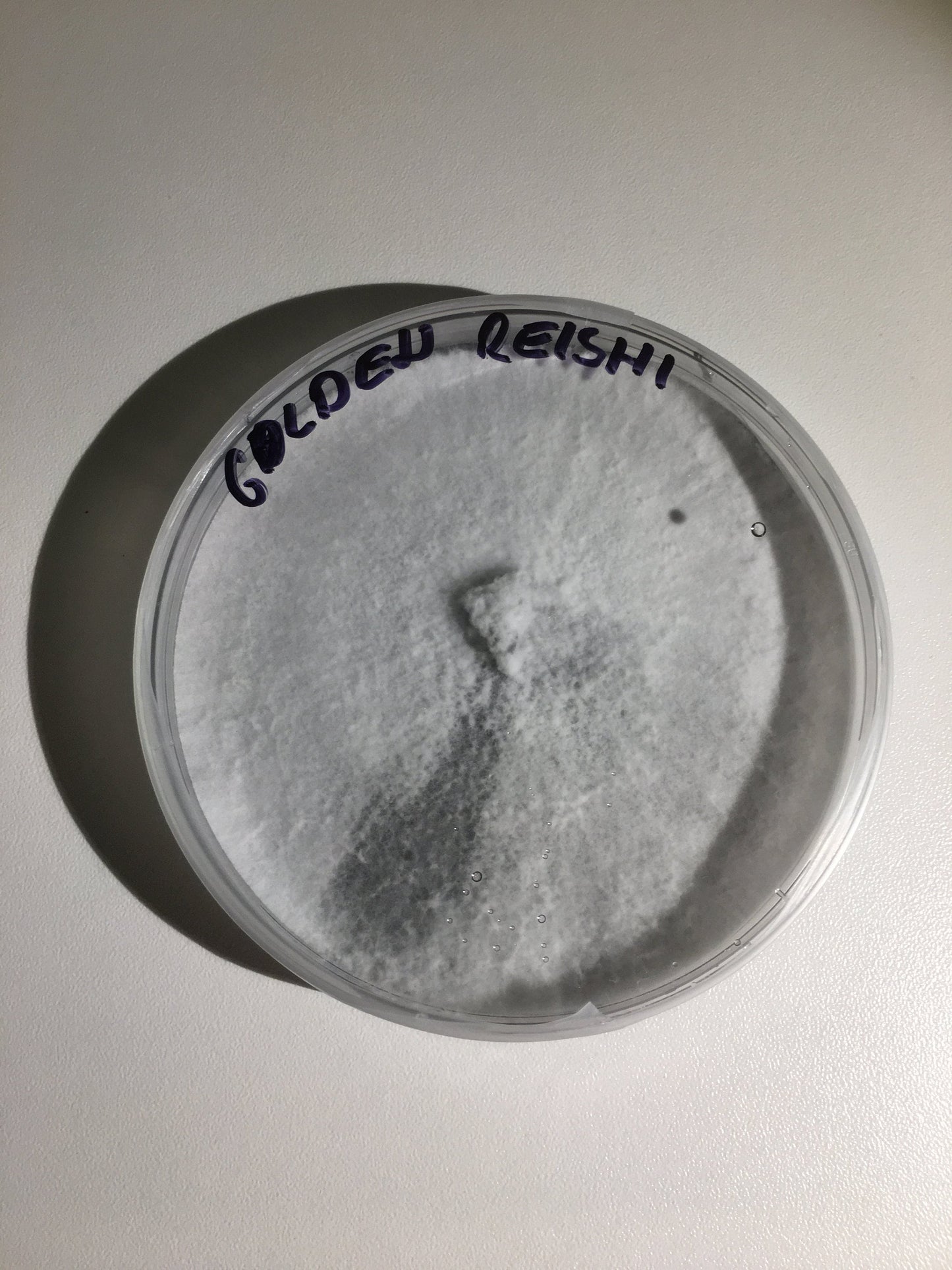 Mushroom Agar Culture Dish – 90mm Mother Culture of Gourmet & Medicinal Mushrooms