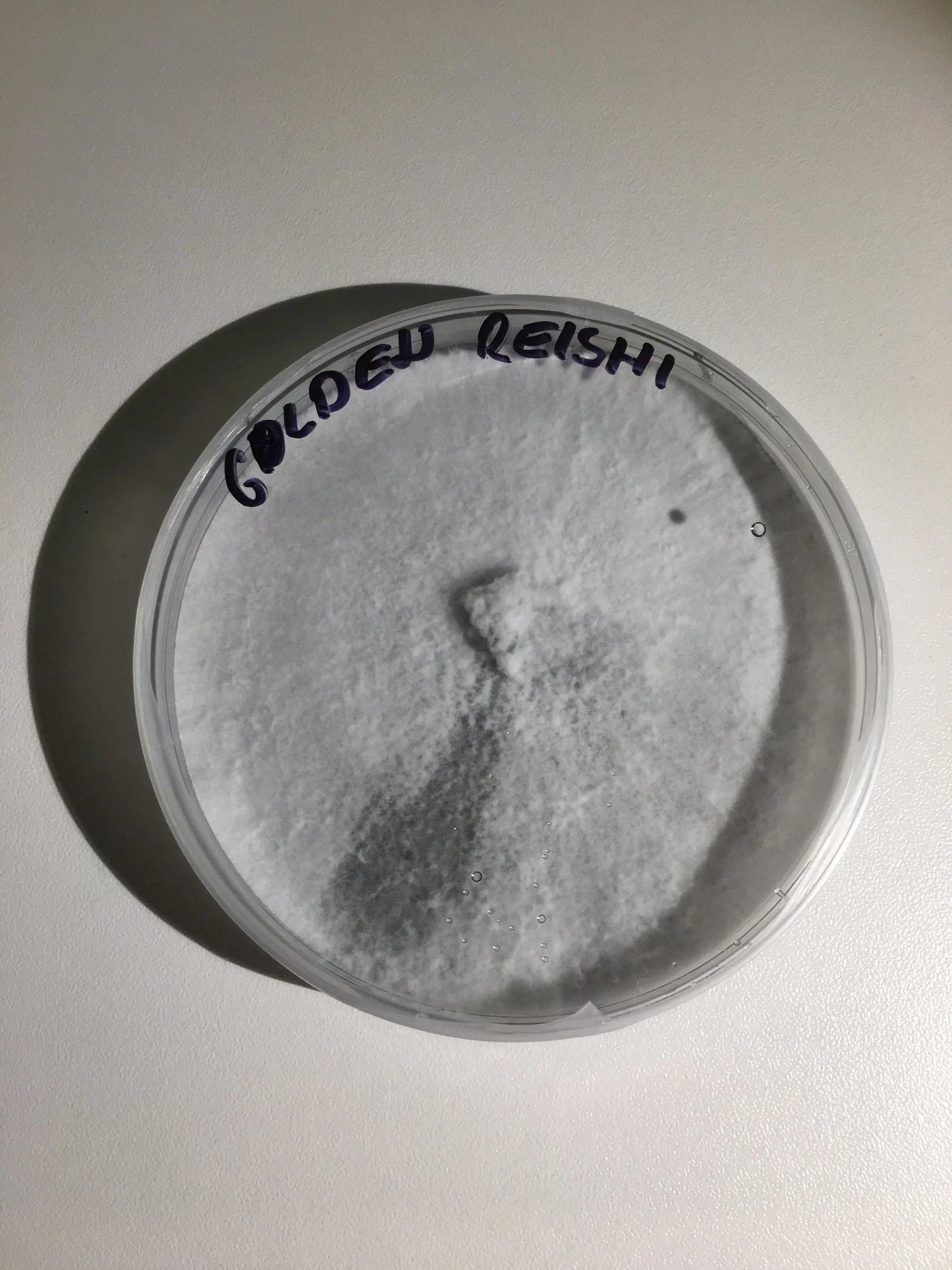 Mushroom Agar Culture Dish – 90mm Mother Culture of Gourmet & Medicinal Mushrooms My Store