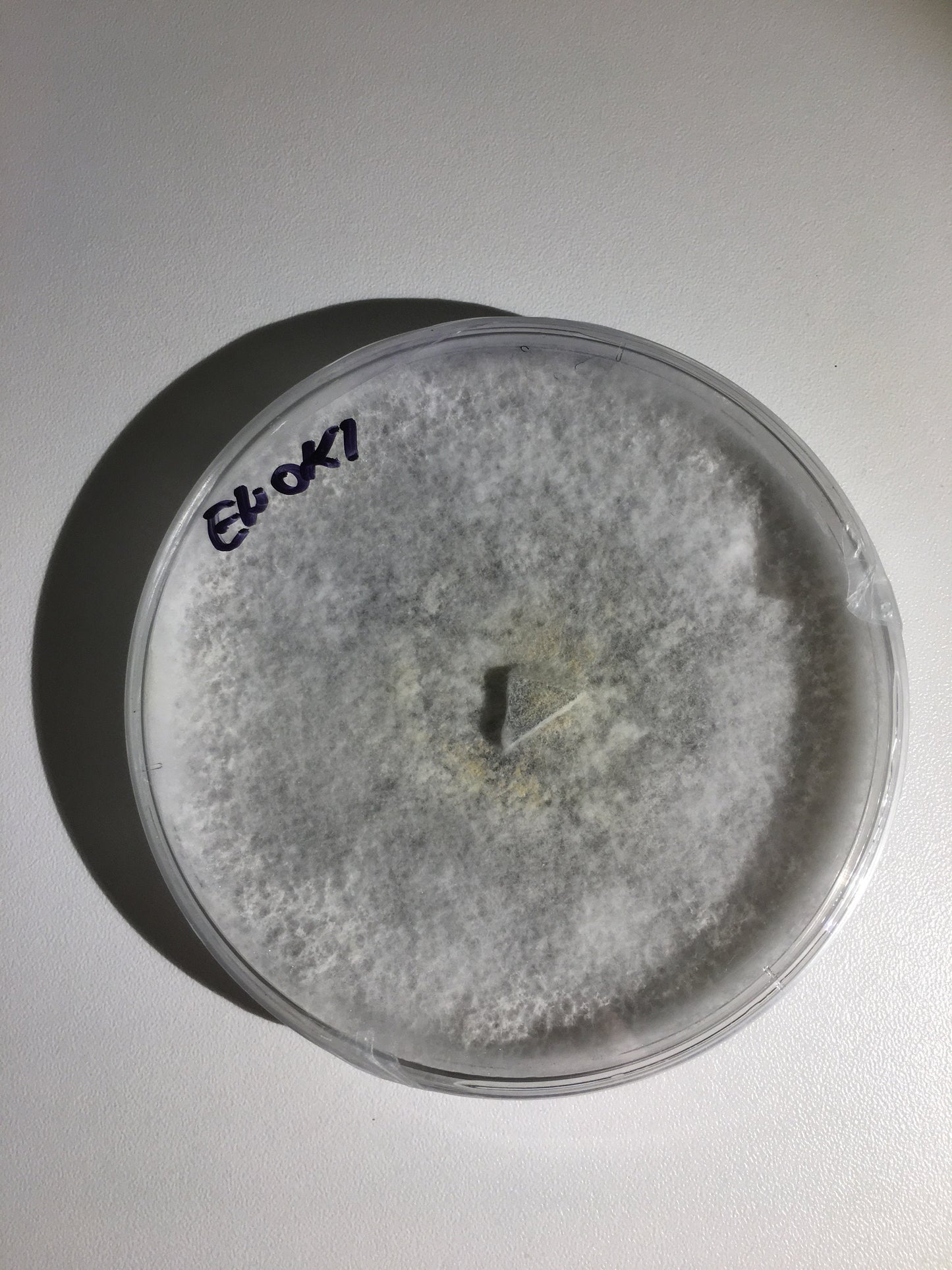 Mushroom Agar Culture Dish – 90mm Mother Culture of Gourmet & Medicinal Mushrooms