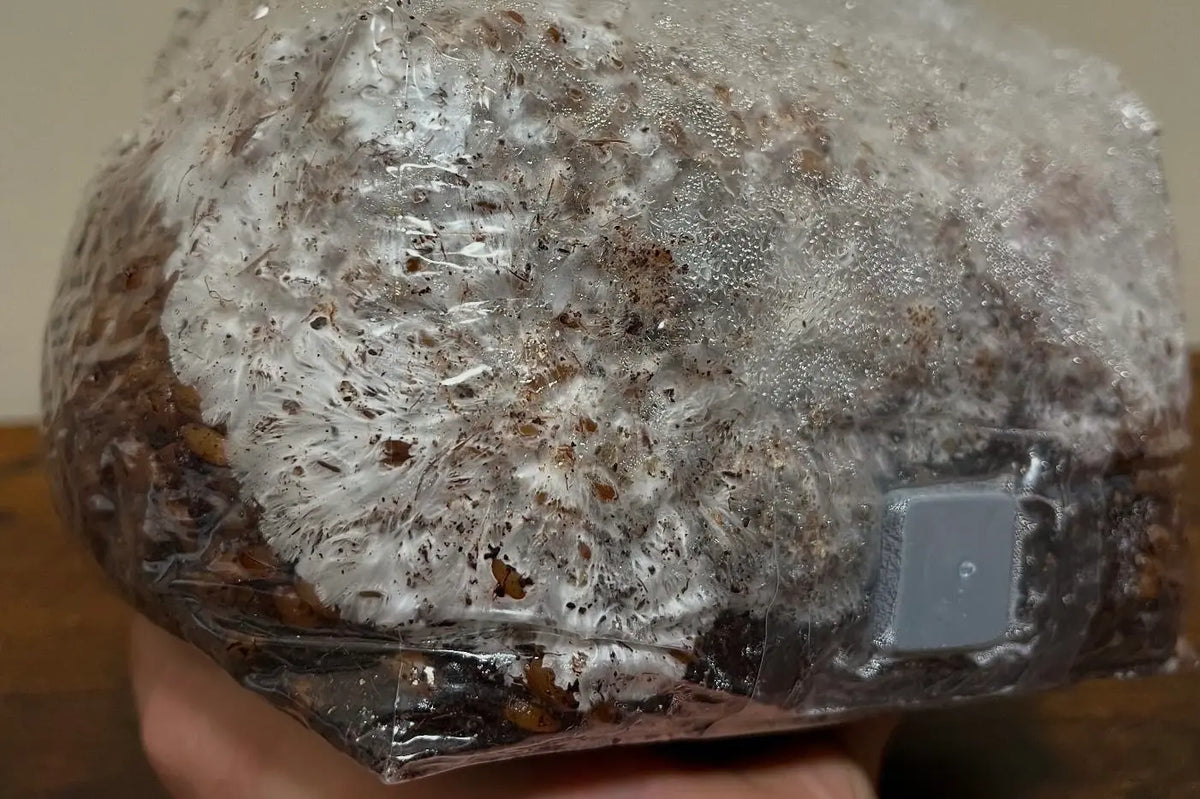 A stalled mushroom bag is almost always fixable once you know what went wrong. Work through the seven most common causes and get your grow back on track.