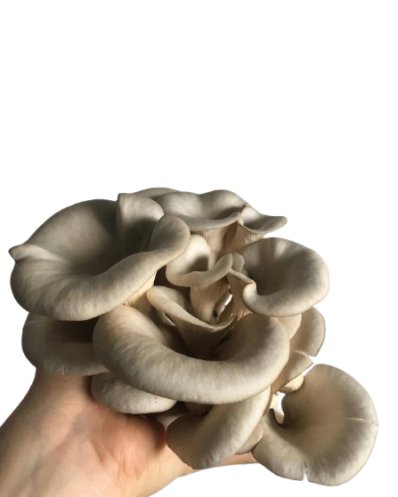 Mushroom Cultures