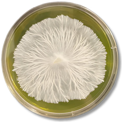 Placas de agar MYA pre-vertidas: medio de alta calidad para el cultivo de micelio con Parafilm gratis.