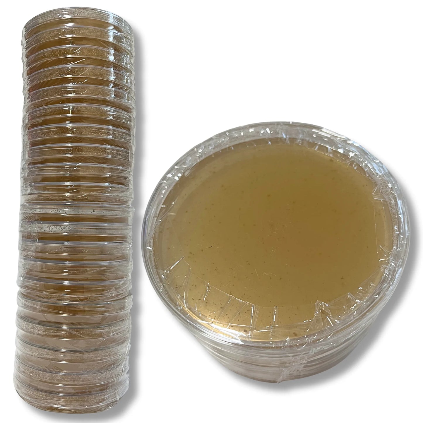 Placas de agar MYA pre-vertidas: medio de alta calidad para el cultivo de micelio con Parafilm gratis.