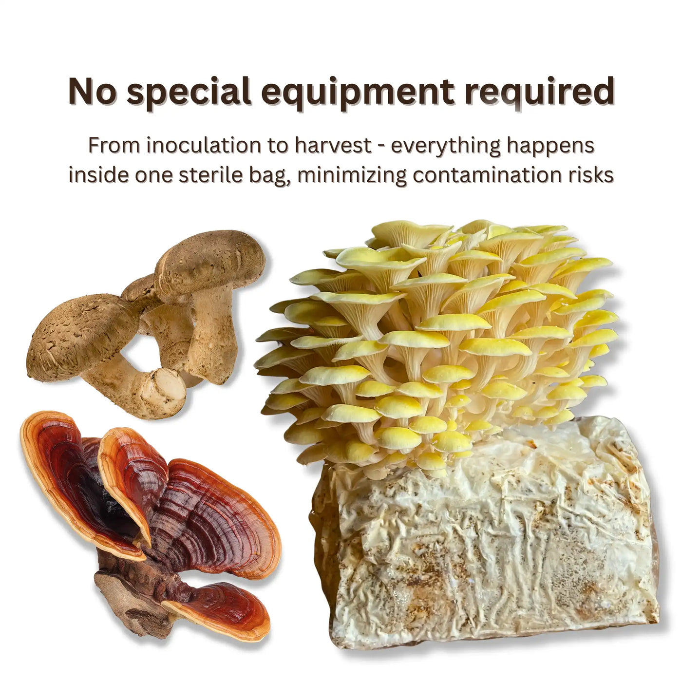Hardwood  All-In-One Mushroom Grow Bag - Organic Rye Grain and Hardwood Substrate