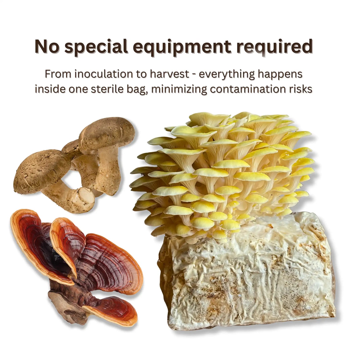 Hardwood  All-In-One Mushroom Grow Bag - Organic Rye Grain and Hardwood Substrate