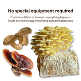 Hardwood  All-In-One Mushroom Grow Bag - Organic Rye Grain and Hardwood Substrate