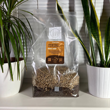 Freshrooms all-in-one coir grow bag in natural home environment - beginner-friendly mushroom cultivation
