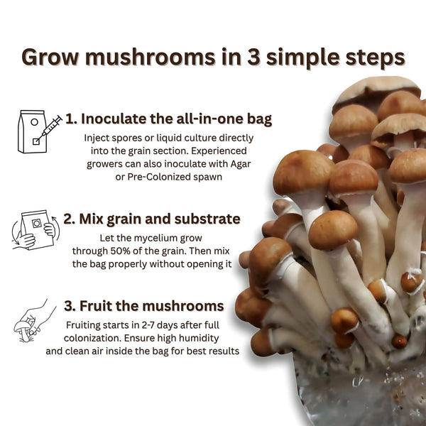 How to grow mushrooms in 3 simple steps - inoculate, colonize, and harvest with coir substrate bag