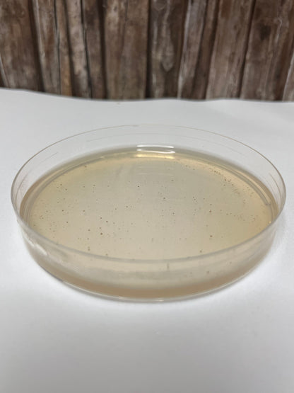 Pre-Poured MYA Agar Plates – High-Quality Medium for Mycelium Cultivation with Free Parafilm