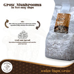 Fully Colonized Mushroom Spawn Bag – Ready-to-Use Grain Spawn for DIY Cultivation My Store