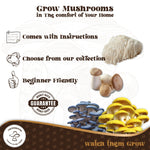 Fully Colonized Mushroom Spawn Bag – Ready-to-Use Grain Spawn for DIY Cultivation My Store