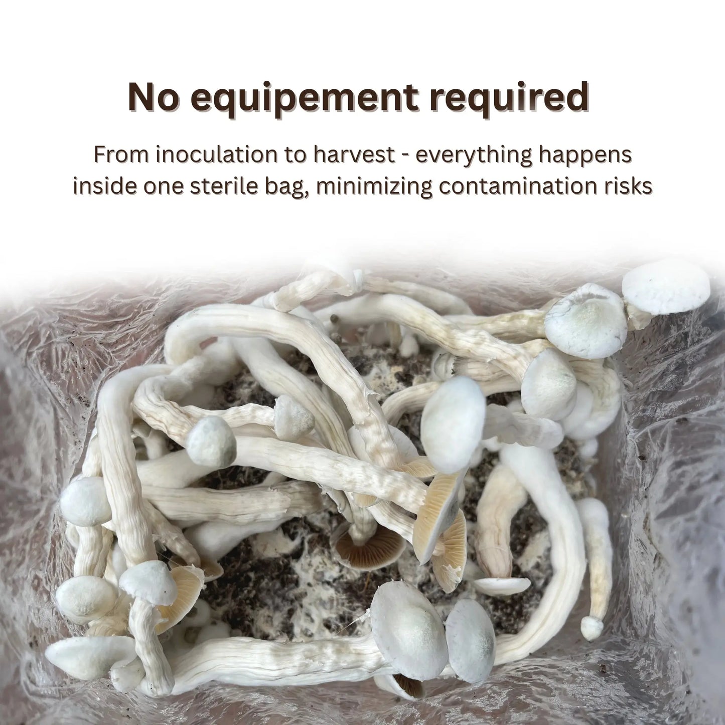 Complete manure mushroom grow bag kit requiring no additional equipment or supplies
