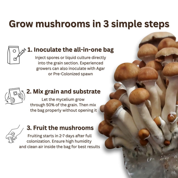 How to grow mushrooms in 3 simple steps using all-in-one manure grow bag