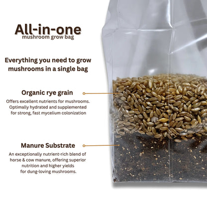 All-in-one mushroom grow bag features - sterile substrate, grain spawn, and injection port for easy inoculation
