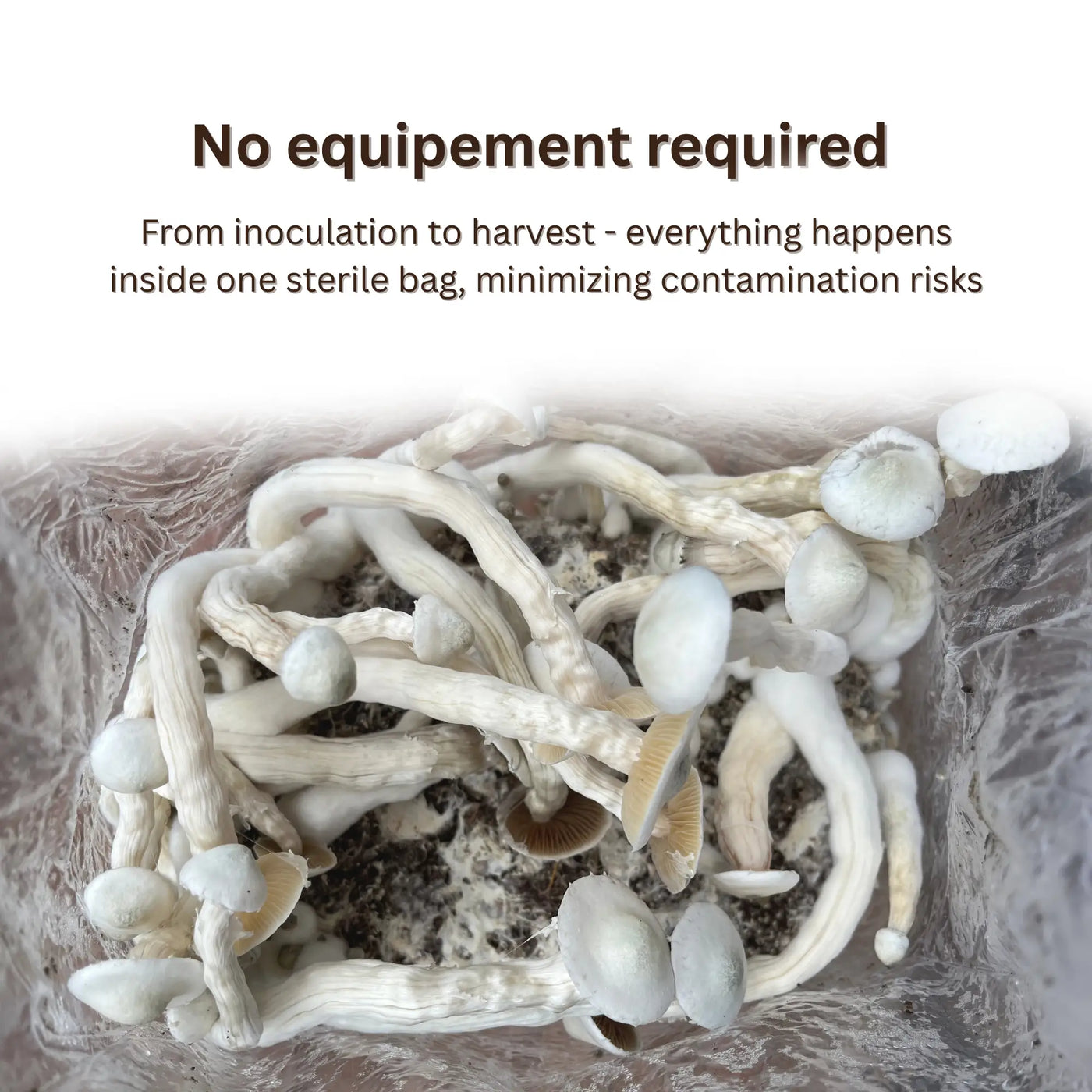 No equipment required - ready-to-use sterile coir mushroom grow bag for home cultivation