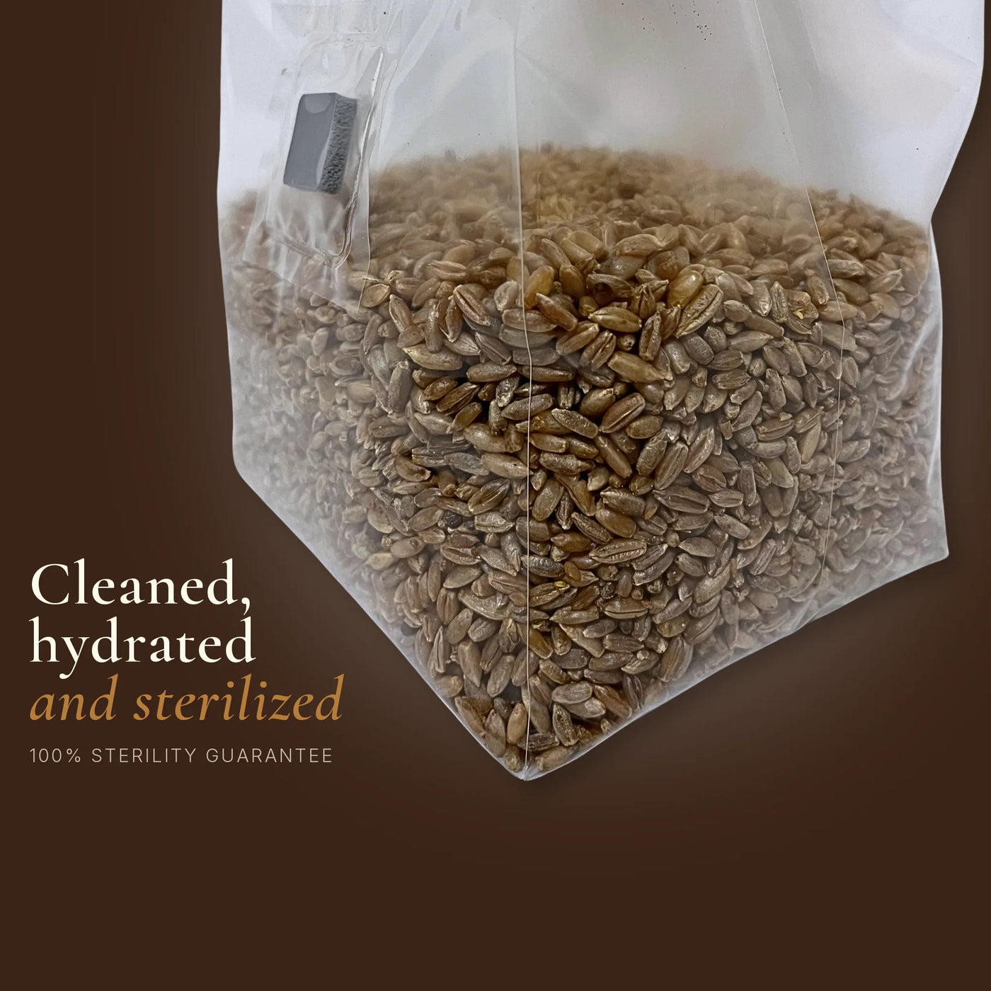 Cleaned, hydrated and sterilized rye grain spawn for mushroom cultivation