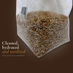 Cleaned, hydrated and sterilized rye grain spawn for mushroom cultivation