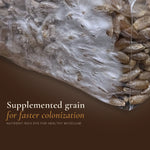 Supplemented rye grain spawn bag for faster mushroom mycelium colonization